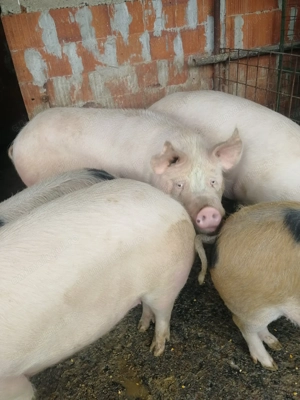 Vând porci în carcasa sau viu - imagine 2