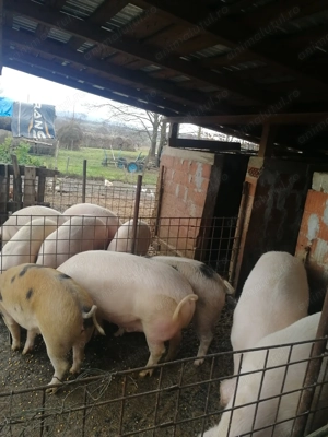 Vând porci în carcasa sau viu