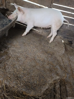 purcica de vanzare  - imagine 5