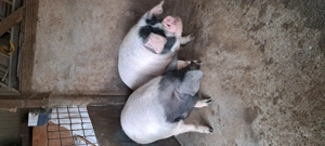 Porci Bazna pentru craciun  grasuti si frumosi..  - imagine 4