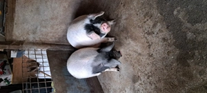 Porci Bazna pentru craciun  grasuti si frumosi..  - imagine 3