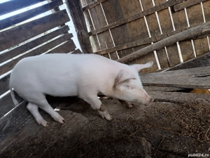 purcica de vanzare  - imagine 3