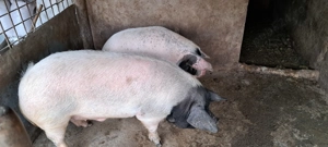 Porci Bazna pentru craciun  grasuti si frumosi..  - imagine 2