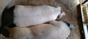 Porci Bazna pentru craciun  grasuti si frumosi.. 