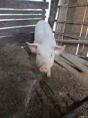 purcica de vanzare  - imagine 2