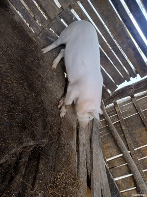 purcica de vanzare  - imagine 4