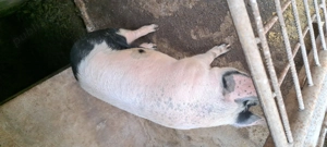 Porci Bazna pentru craciun  grasuti si frumosi..  - imagine 5