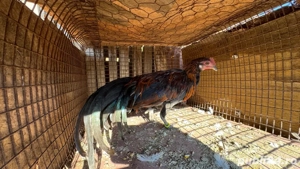 Cocoși phoenix - imagine 2