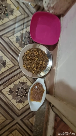 motan de vînzare în galati 250 euro pret negociabil e foarte jucaus - imagine 4