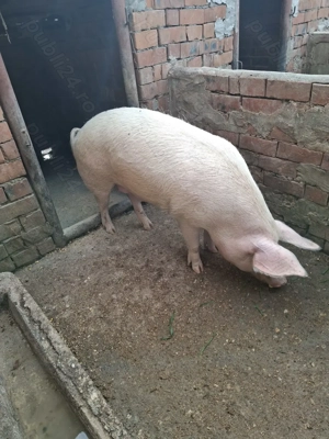 vand porci