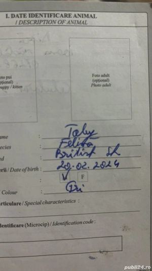 motan de vînzare în galati 250 euro pret negociabil e foarte jucaus - imagine 3