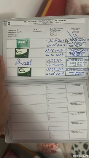 motan de vînzare în galati 250 euro pret negociabil e foarte jucaus - imagine 2