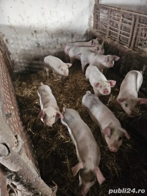 purcei de vanzare 