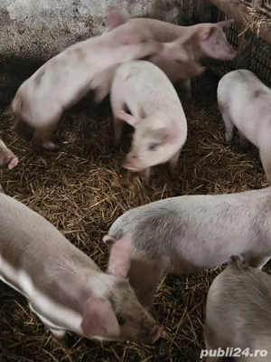 purcei de vanzare  - imagine 3