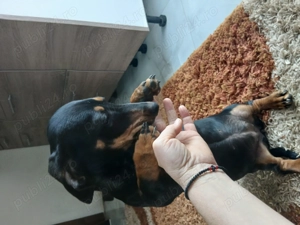 Caței  rasa Teckel  - imagine 2