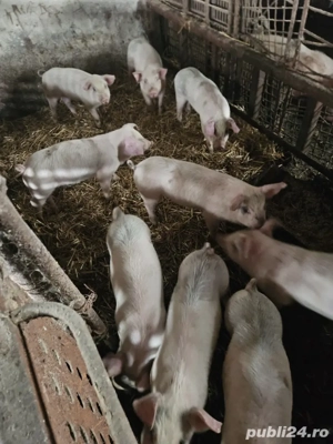 purcei de vanzare  - imagine 2