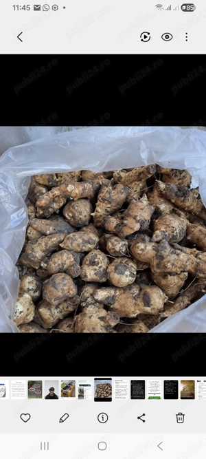 Topinambur Napi Bio proaspăt