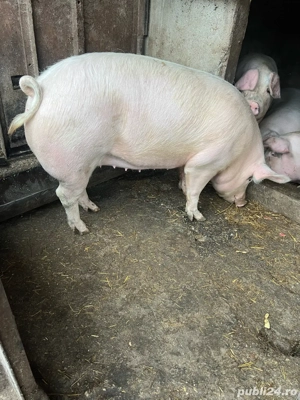 Vând porci  - imagine 3