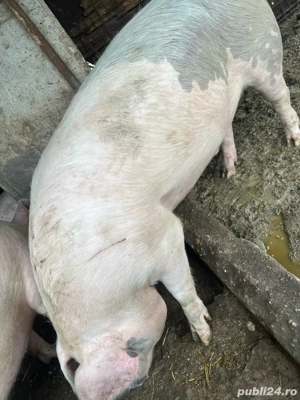 Vând porci  - imagine 2