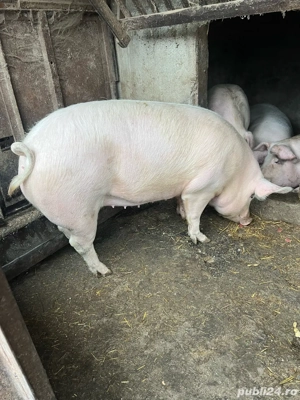 Vând porci  - imagine 4
