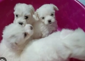 Vând pui de bishoni maltese...5 masculi și o fetiță  - imagine 3