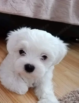 Vând pui de bishoni maltese...5 masculi și o fetiță 