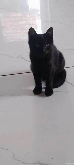 Pisicuti drăgălași  - imagine 2