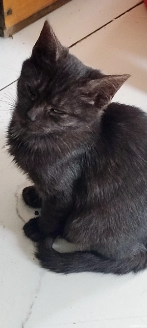 Pisicuti drăgălași  - imagine 3