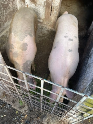 Porci de vanzare - imagine 2