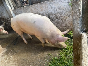 Porci de vanzare - imagine 3