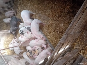 vând purcei de 7-8 săptămâni  - imagine 2