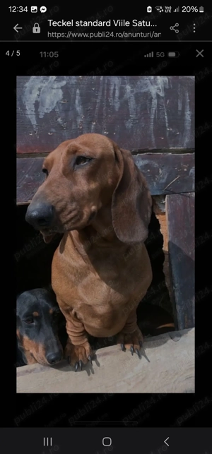 Teckel standard (2 femele) - imagine 2