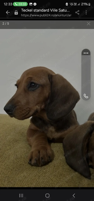 Teckel standard (2 femele) - imagine 4