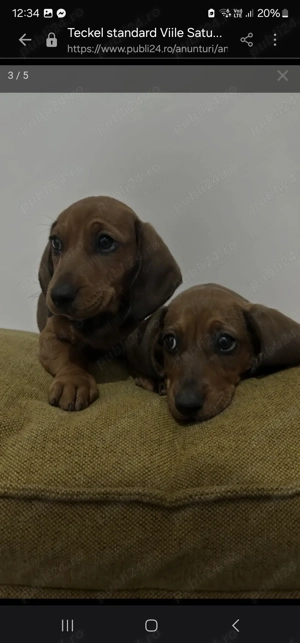 Teckel standard (2 femele) - imagine 3