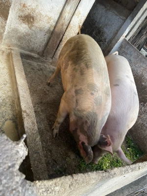 Porci de vanzare - imagine 4