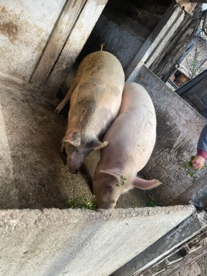 Porci de vanzare - imagine 5