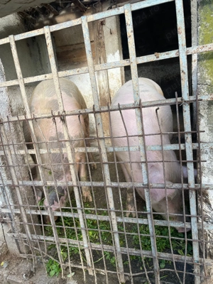 Porci de vanzare - imagine 6