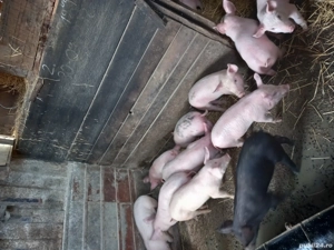 Purcei  marele alb - imagine 2