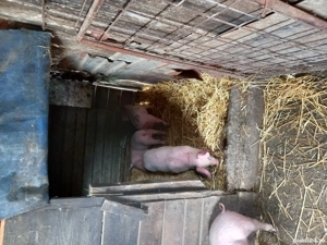 Purcei  marele alb - imagine 3