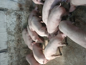 Purcei rasa de carne 35 40 kg - imagine 2