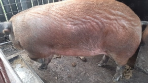 Scroafa Duroc crescută cu hrană bio. - imagine 3