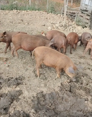 Mangaliță cu Duroc 3luni