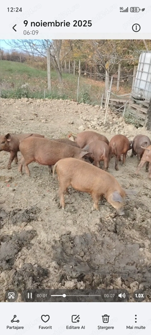 Mangaliță cu Duroc 3luni - imagine 2