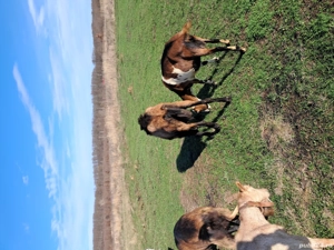 tap alpin francez  - imagine 4