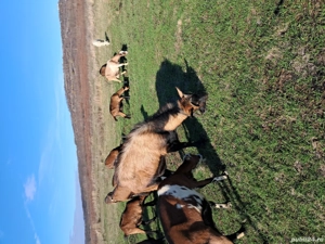 tap alpin francez  - imagine 2