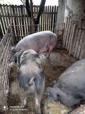 Porci de vânzare  - imagine 2
