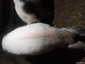 Pentru sacrificat - imagine 2