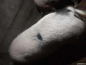 Pentru sacrificat - imagine 3