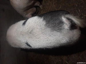 Pentru sacrificat - imagine 4