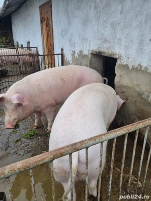 vand porci  - imagine 3